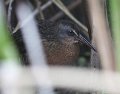 Virginia Rail